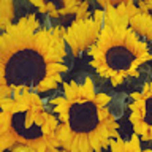 Meet your Posher, Faith